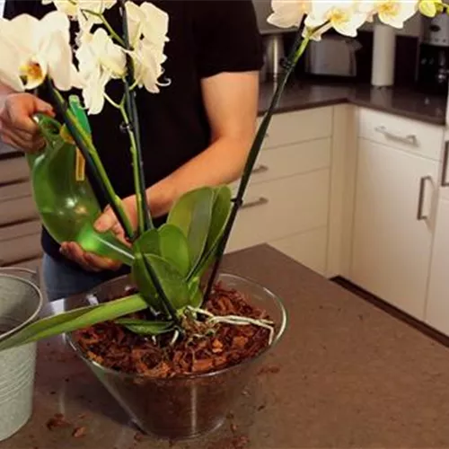 Orchidee - Einpflanzen in ein Gef&#228;&#223;