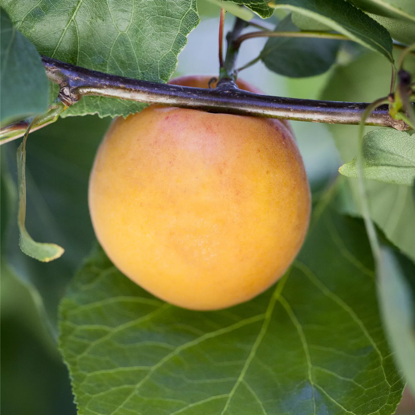 Prunus persica \'Bonanza\', Pfirsich im Pflanzenshop | Obstbäume & Gemüsepflanzen
