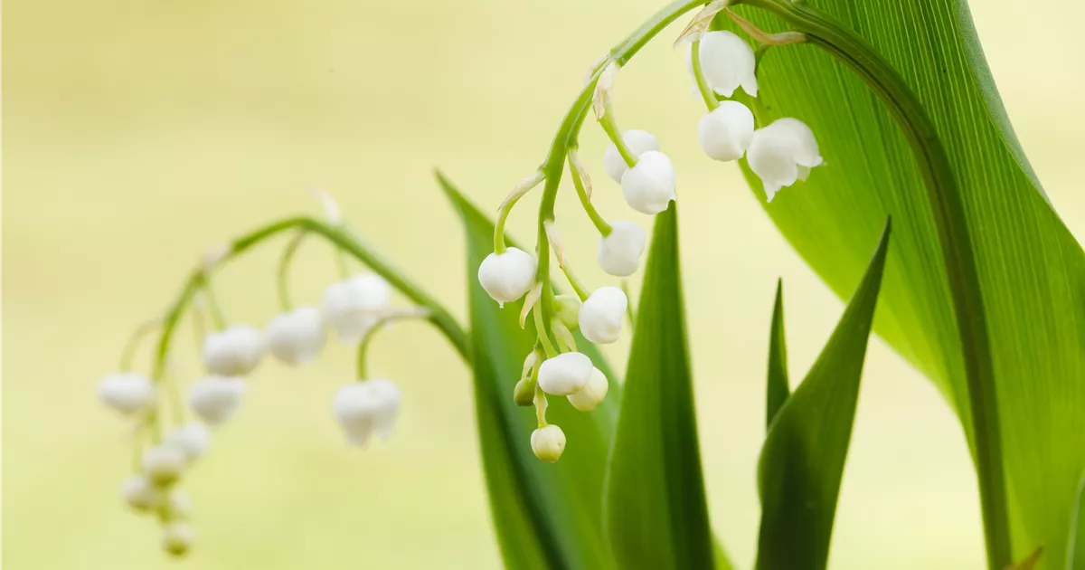 Convallaria majalis, weiß, Maiglöckchen im