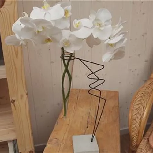 Orchidee - Anschneiden f&#252;r den Heimgebrauch