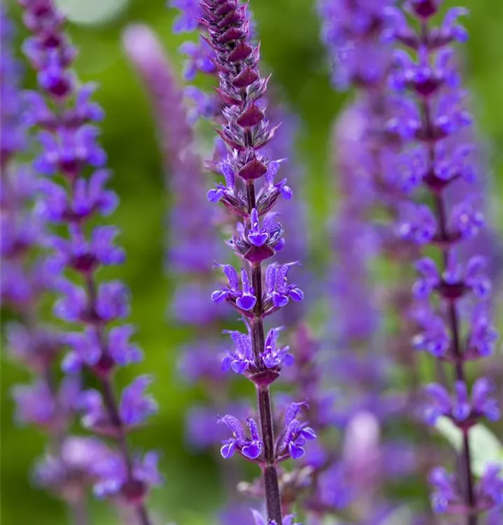 Salvia nemorosa 'Caradonna', SommerSalbei im