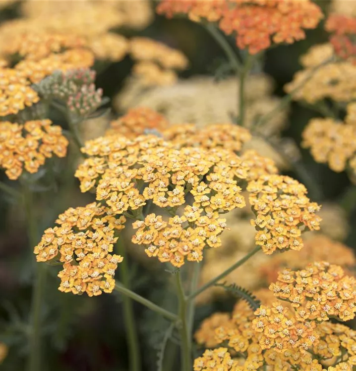 Achillea millefolium 'Terracotta', GartenSchafgarbe im
