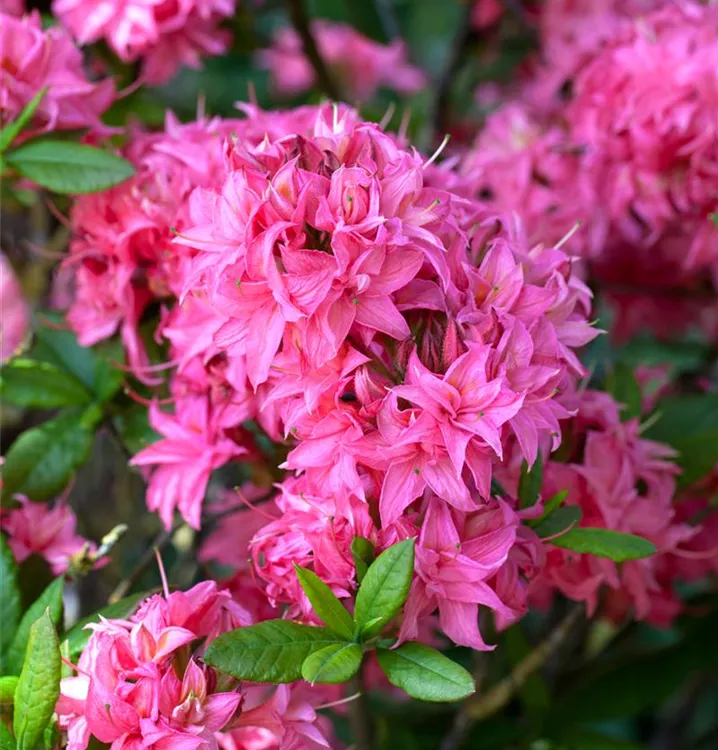 Rhododendron lut.'Homebush', Sommergrüne Azalee im