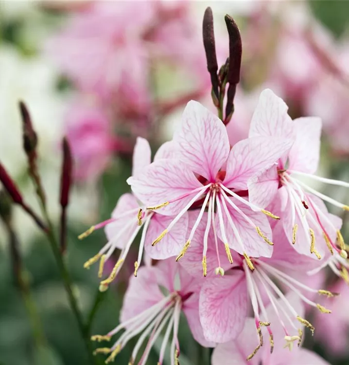 Gaura lindheimerii 'Gambit Rose Bicolor', Prachtkerze im