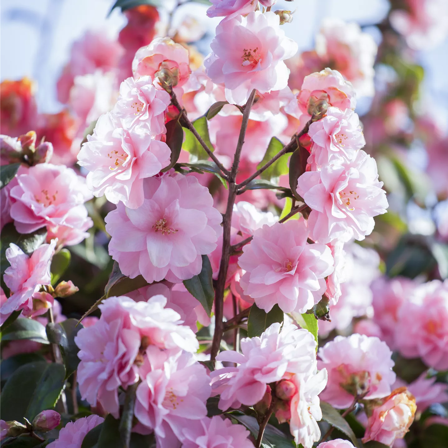 Camellia 'Spring Festival'