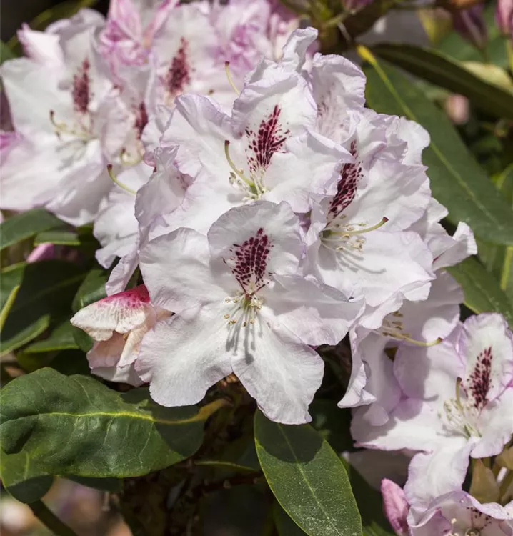 Rhododendron-Hybride 'Gudrun'