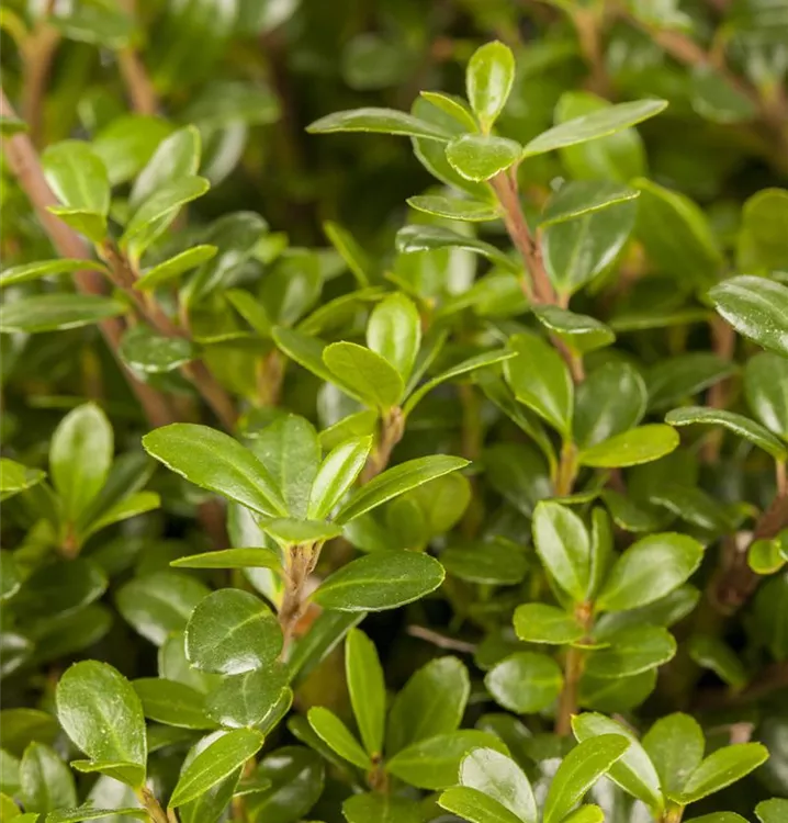 Ilex crenata 