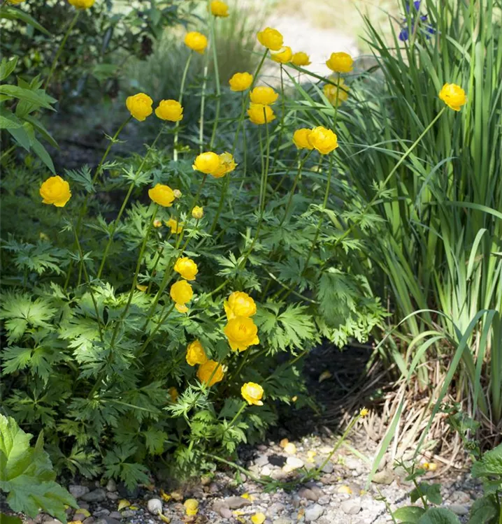 Trollius europaeus, Trollblume im