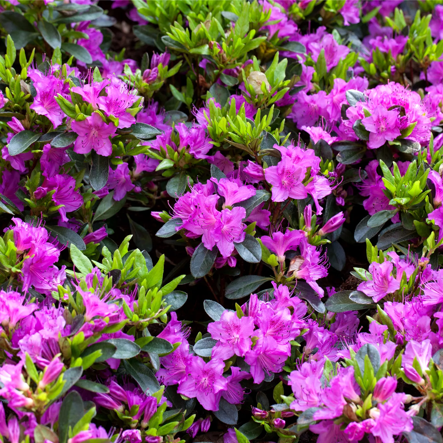 Rhododendron obt.'Königstein'