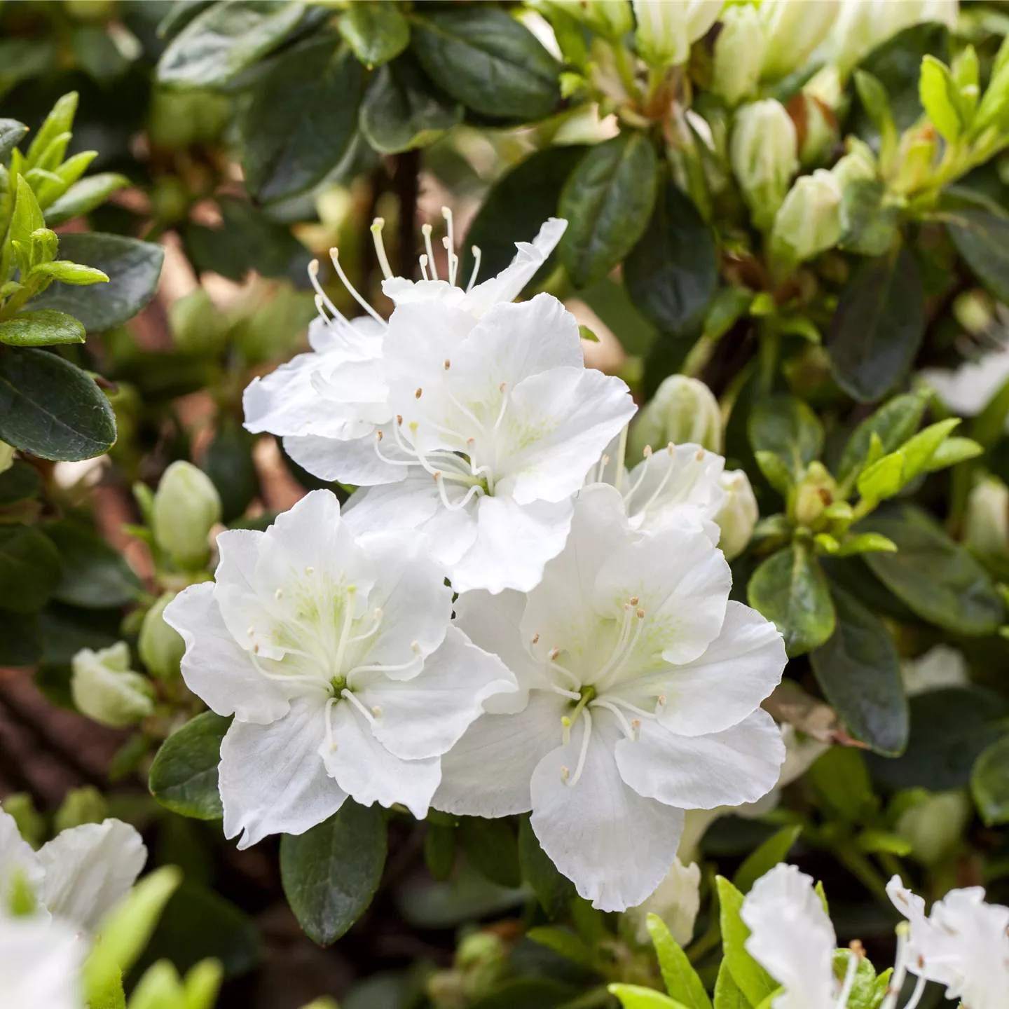 Rhododendron obt.'Maischnee' -R-