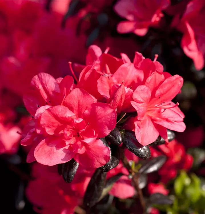 Rhododendron obt.'Maruschka' S, Japanische Azalee im