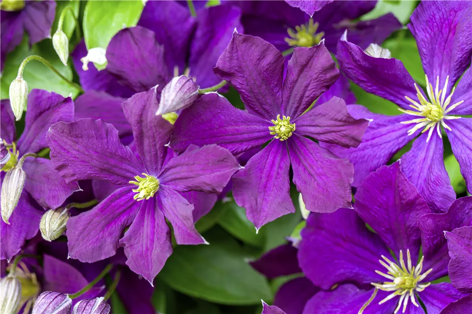 Clematis viticella 'Etoile Violette', Zierliche Waldrebe im Pflanzenshop