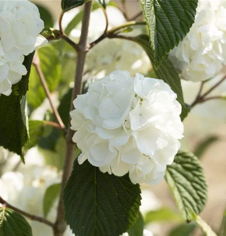 Viburnum plicatum 'Rotundifolium', Schneeball im