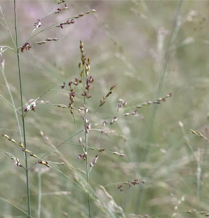 Panicum virgatum 'Prairie Sky', RutenHirse im
