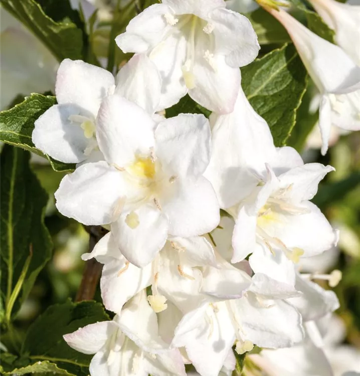 Weigela 'Snowflake', Weigelie im