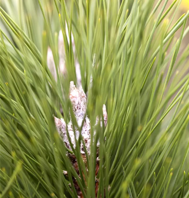Pinus nigra 'Green Tower', Schwarzkiefer 'Green Tower' im