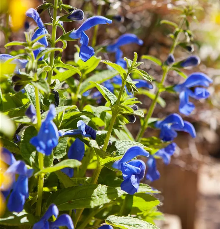Salvia greggii &amp;#39;Blue Note&amp;#39;, Mexikanischer Salbei im Pflanzenshop