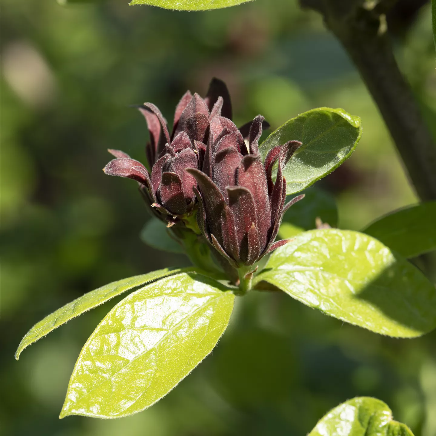 Calycanthus floridus