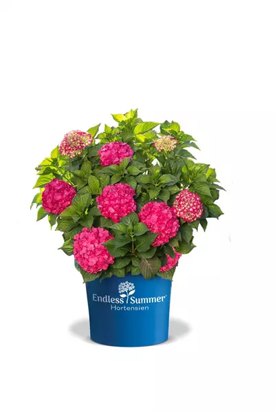 Hydrangea macr.'Endless Summer Summer Love ' Gartenhortensie 'Endless Summer' pinkrot