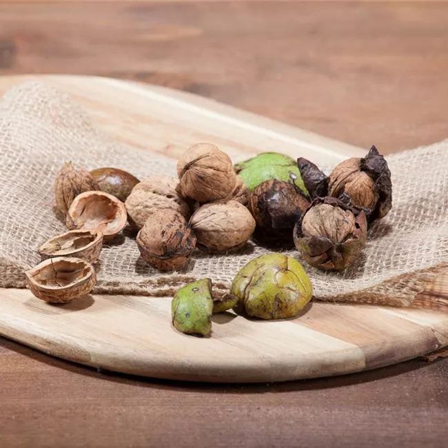 Nüsse und Schalenfrüchte aus Ihrem Garten