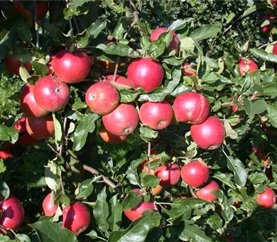 Apfel 'Ecolette' -R- Apfel 'Ecolette' -R-