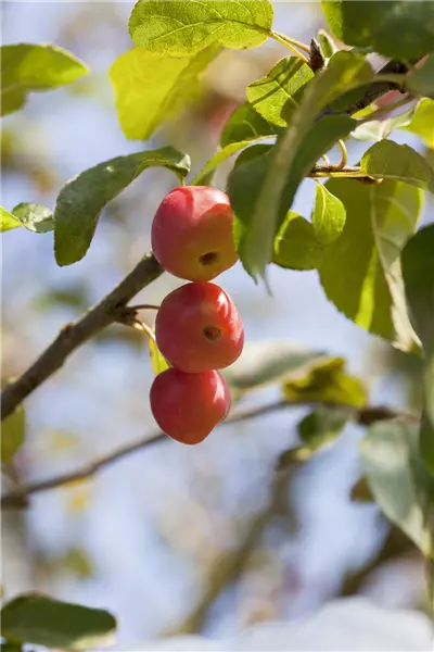 Malus 'Red Sentinel' Zier-Apfel