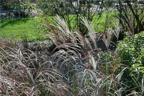 Miscanthus sinensis 'Ferner Osten' China-Schilf