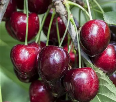 Süßkirsche Süßkirsche