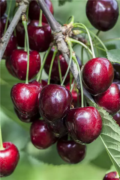 Prunus av.'Kordia'                     CAC Süßkirsche