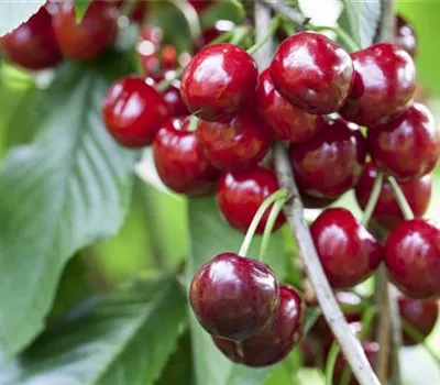 Süßkirsche Süßkirsche