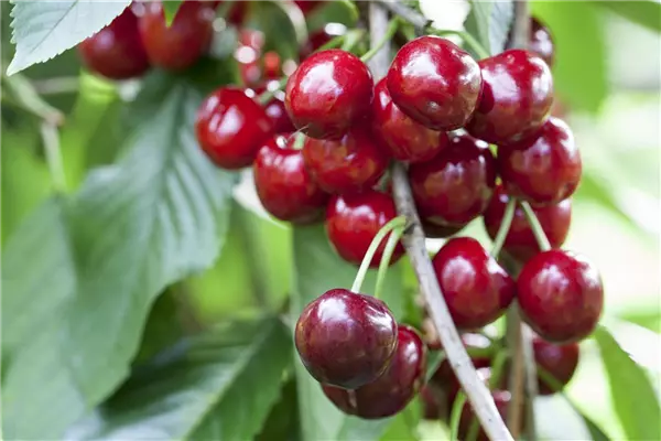 Prunus av.'Burlat'                     CAC Süßkirsche