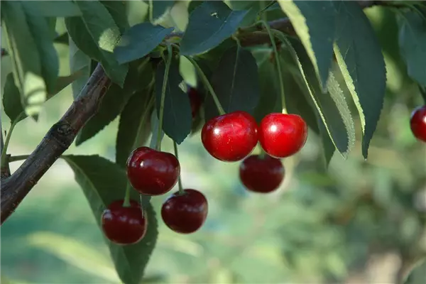 Prunus cer.'Ungarische Traubige'       CAC Sauerkirsche 'Ungarische Traubige'