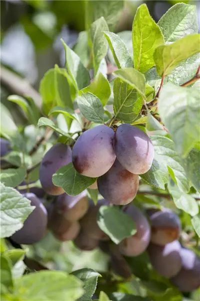 Prunus dom.'Herman'                    CAC Frühzwetsche `Herman´