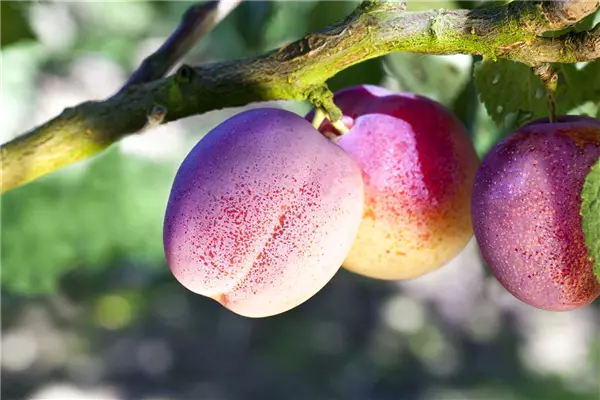 Prunus syr.'Ruby'                      CAC Säulen-Mirabelle 'Ruby'