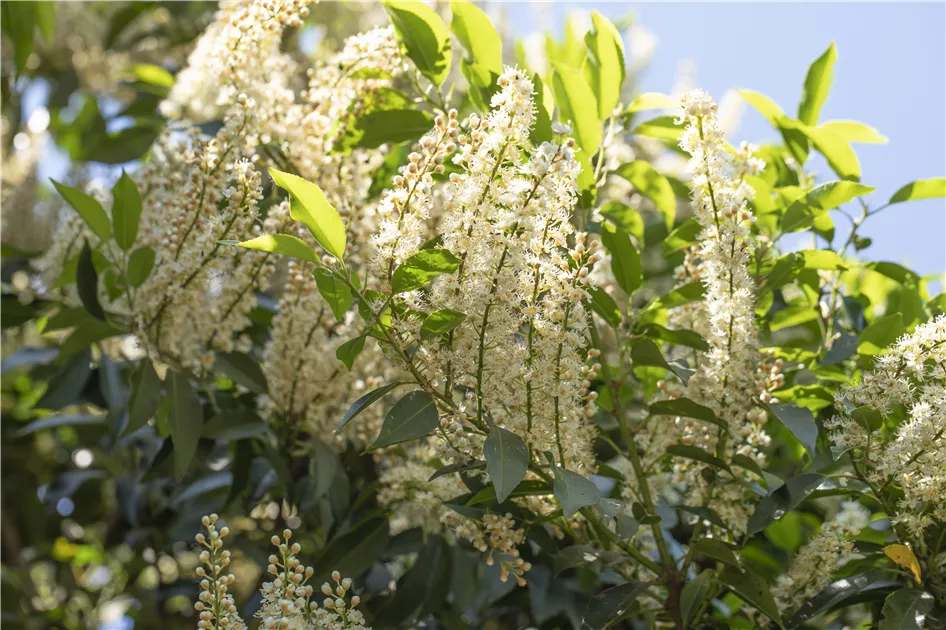 Prunus lusitanica 'Angustifolia', Portugiesische Lorbeer-Kirsche im  Pflanzenshop