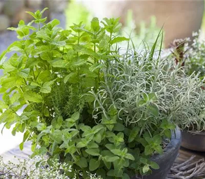 Gewürz- und Heilkräuter