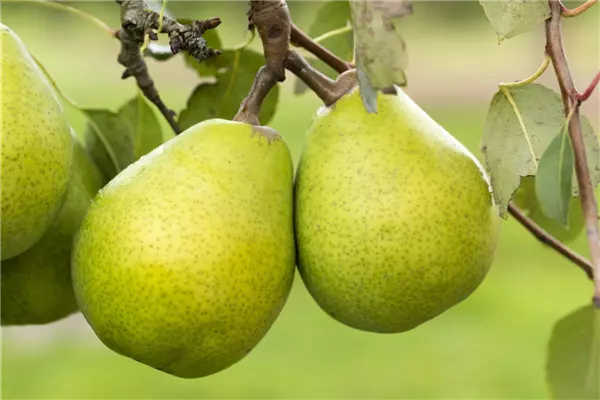 Pyrus com.'Alexander Lucas'            CAC Birne