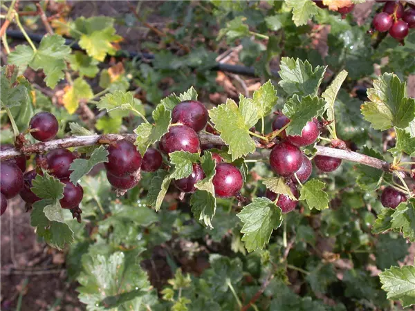 Ribes Jostabeere                       CAC Jostabeere
