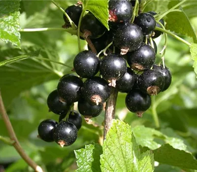 Schwarze Johannisbeere Schwarze Johannisbeere