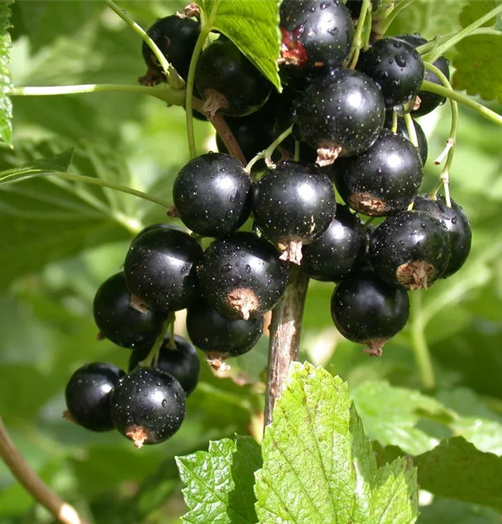 Johannisbeere 'Bona' -S-