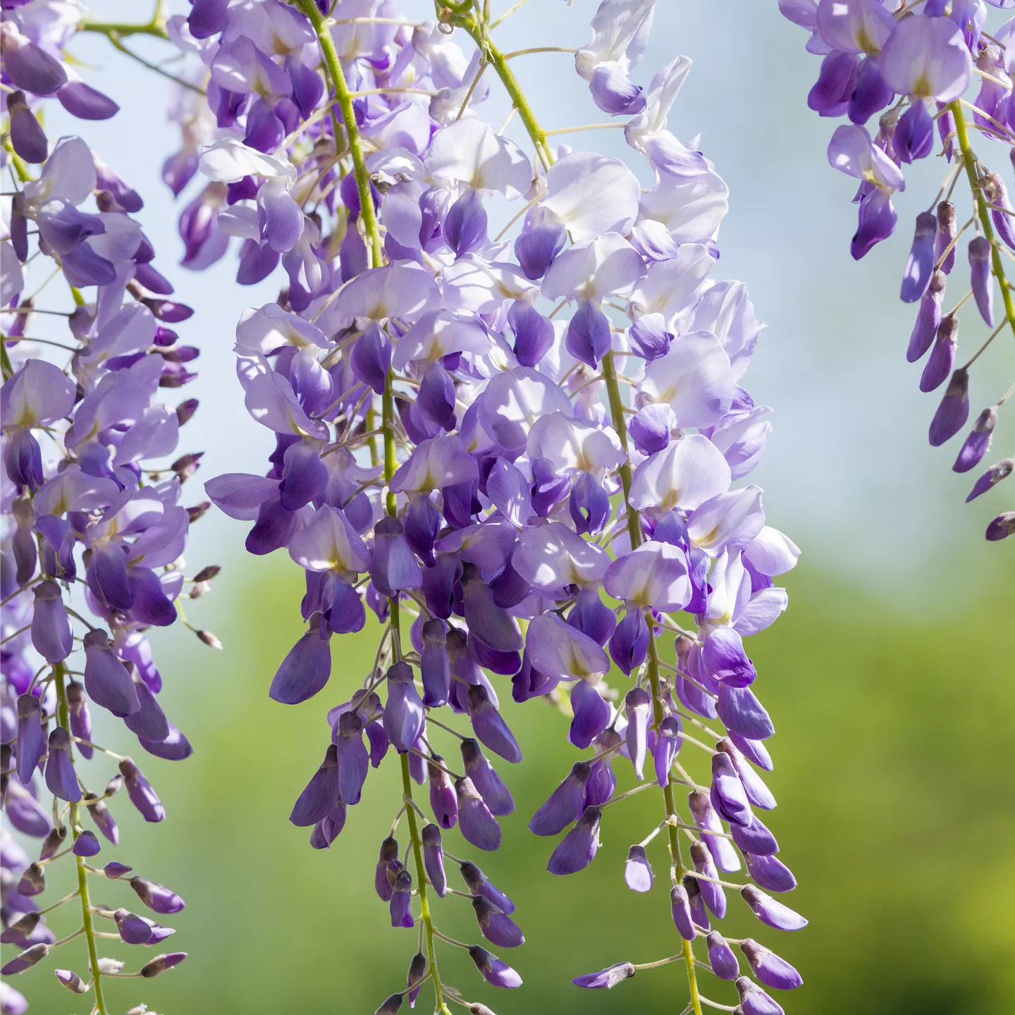 Wisteria sinensis 'Prolific' Wisteria sinensis 'Prolific'