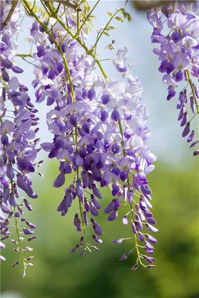 Wisteria sinensis 'Prolific' Blauregen