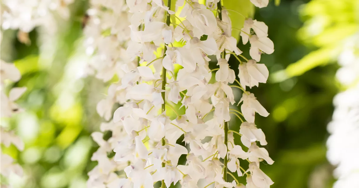 Wisteria sinensis 'Nivea', Blauregen 'Nivea' im Pflanzenshop