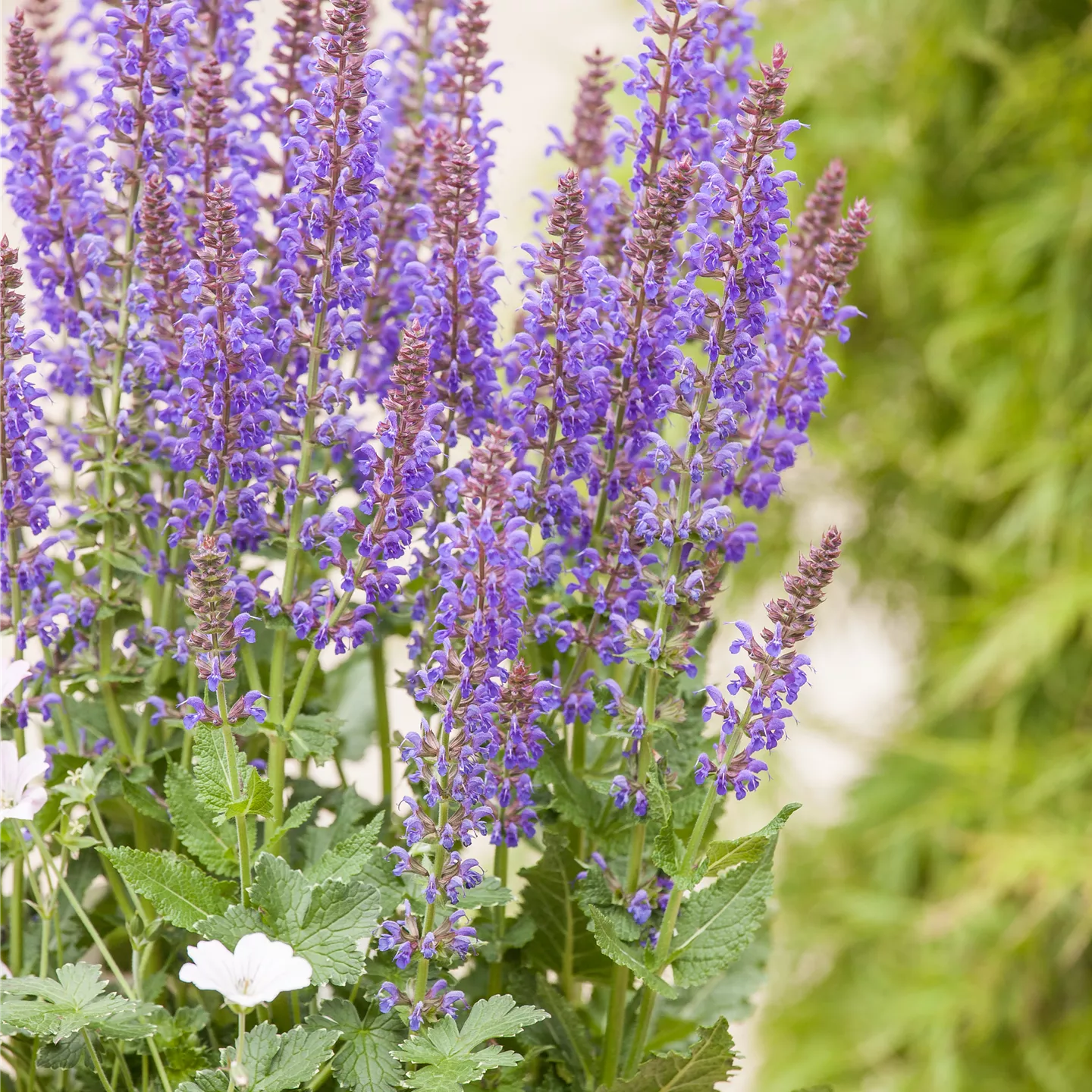 Salvia nemorosa 'April Night'
