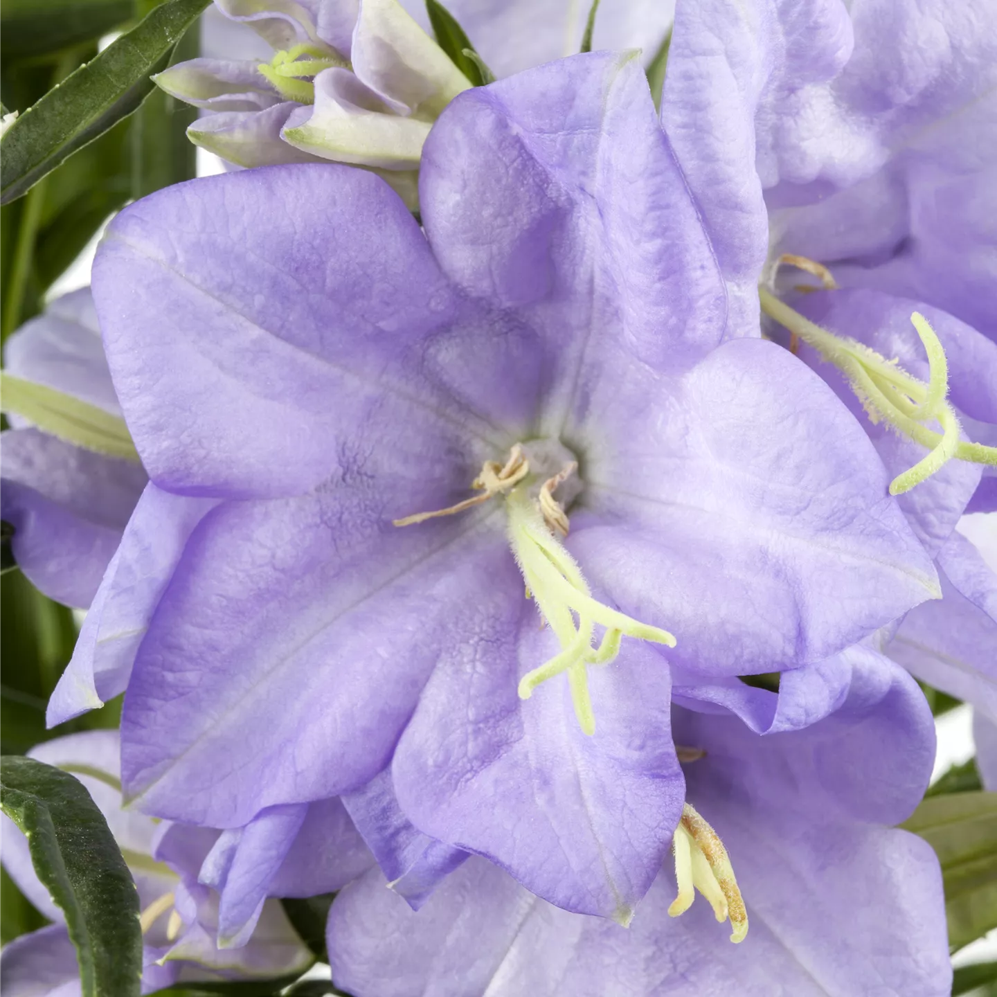 Campanula persicif.'Grandiflora Coerulea'