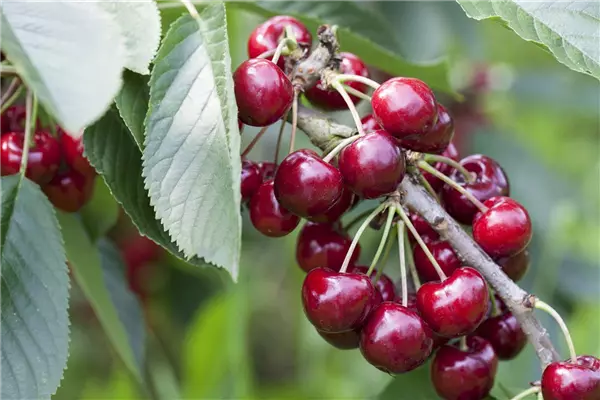 Prunus cer.'Safir'  -S-               CAC Sauerkirsche