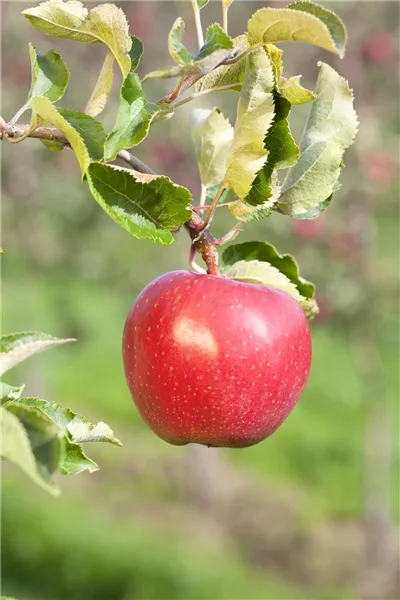 Malus 'Alkmene'                        CAC Apfel Alkmene