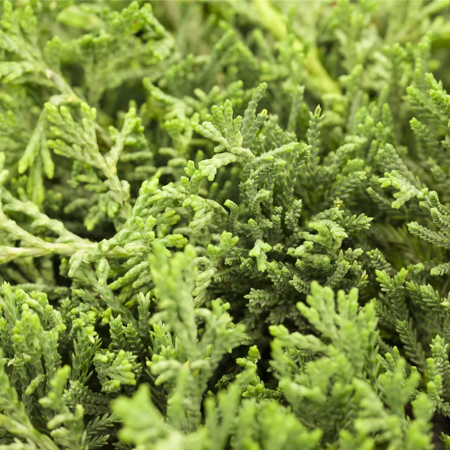 Juniperus horizontalis 'Glauca'