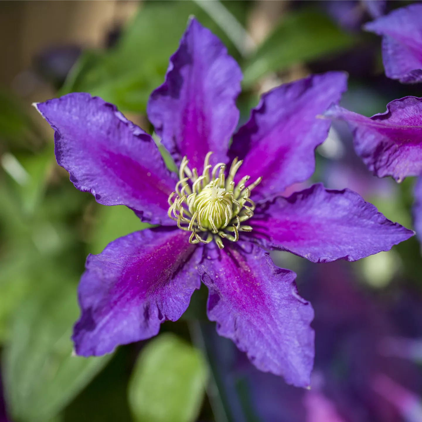 Clematis 'The Vagabond'