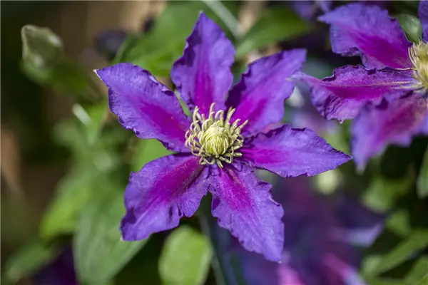 Clematis 'The Vagabond' Clematis, Waldrebe